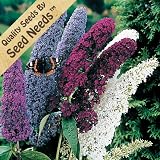 20+ Seeds, Butterfly Bush "Mixed Colors" (Buddleia Ddavidii) Seeds By Seed Needs