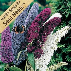 Butterfly Bush Blend - 20+ Seeds - Seed Needs Envelope