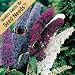 20+ Seeds, Butterfly Bush "Mixed Colors" (Buddleia Ddavidii) Seeds By Seed Needs