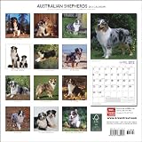 Australian Shepherds 2012 Calendar