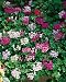Tornado Mix Ivy Leaf Geranium Seeds - Pelargonium peltatum - .04 Grams - Approx 10 Gardening Seeds - Flower Garden Seed