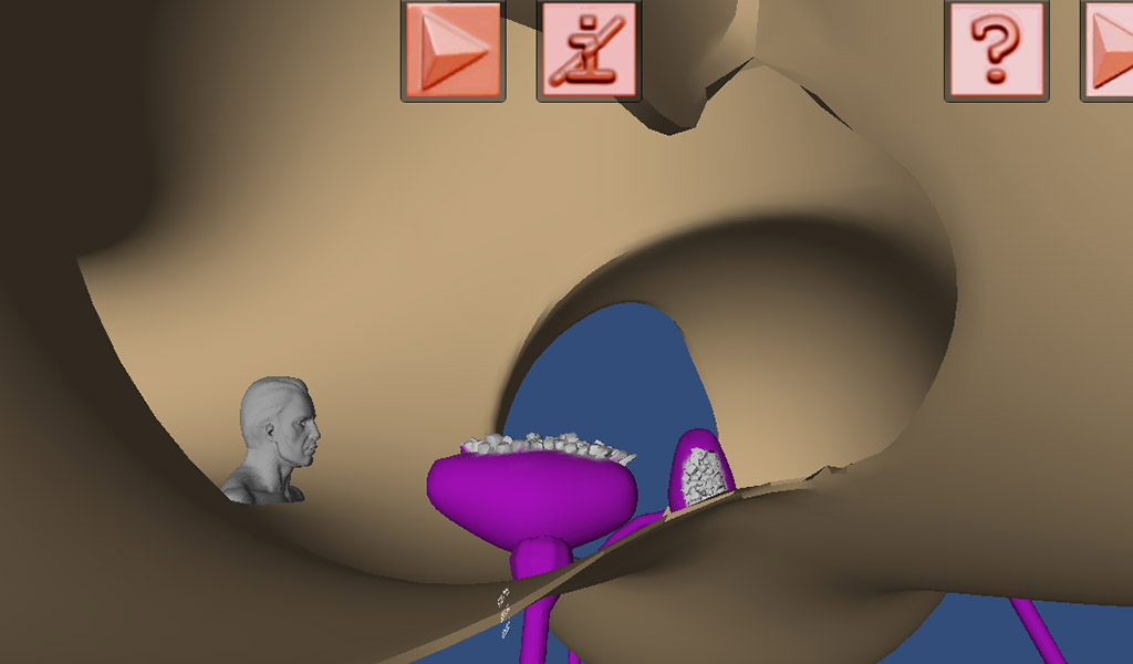 Amazon.com: Human Ear Structure and Function in 3D Virtual Reality ... Amazon.com: Human Ear Structure and Function in 3D Virtual Reality ...