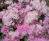 Meadow Rue Perennial 4 Plants - Thalictrum - SHADE!
