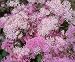 Meadow Rue Perennial 4 Plants - Thalictrum - SHADE!