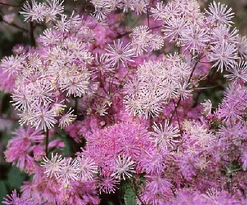 Thalictrum (Meadow Rue)