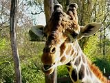 Giraffen Mauspad (314)