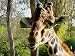 Kuche & Haushalt : Giraffen Mauspad (314)