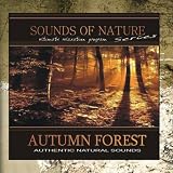 Autumn Forest
