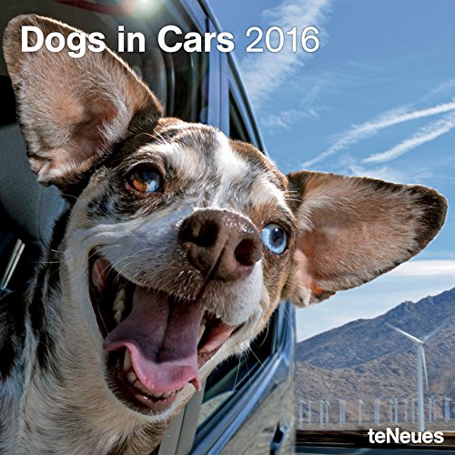 2016 Dogs in Cars Wall Calendar