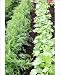 Photographic Prints of Vegetable rows from Ros Drinkwater
