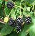 Kitchen & Housewares : BLACKBERRY BLACKBERRIES CANES BUSH - 40-60cm -PACK OF 5