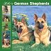 German Shepherds 366 Days 2008 Square Wall Calendar
