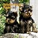 terrier27  - Yorkshire Terrier Puppies 2010 Mini Wall