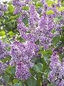 Sensation Lilac Super One Gallon