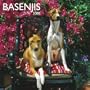Basenjis 2008 Square Wall Calendar (German, French, Spanish and English Edition)