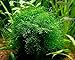 Java Moss Portion in 4 Oz Cup - Easy Live Fresh Water Aquarium Plants