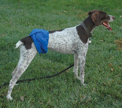Male Doggy Wrap Black - XLarge