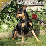 Kalender 2011 Zwergpinscher - Miniature Pinscher
