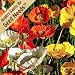 1,000 Seeds, Poppy "Iceland Mix" (Papaver nudicale) Seeds by Seed Needs