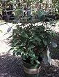 Pineapple Guava, One Gallon Container by Monrovia Growers