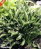 Praying Hands Hosta - NEW! - UNIQUE! - INTERESTING - Potted