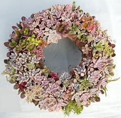 Succulent Round Living Wreath - 11" diameter base