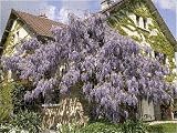 Jigsaw of Chinese Wisteria - growing around a house. from Ardea