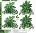 2+2 Artificial 15" Mixed Greenery Home Decor Plant in Pot _English Ivy, Pothos, Calla Lily, Philo