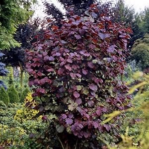 empfehlen facebook twitter pinterest derzeit nicht