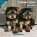 yorkshire_terrier27yorkshire terrier - Yorkshire Terrier Puppies 2010 Wall Calendar 1020910