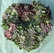 Succulent Heart Living Wreath - 9"