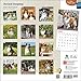Shetland Sheepdogs 2015 Wall Calendar