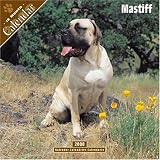 Mastiff 2008 Wall Calendar