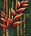 Amazon Beauty I by Ligia Hermida poster print,11 in. x 14 in.