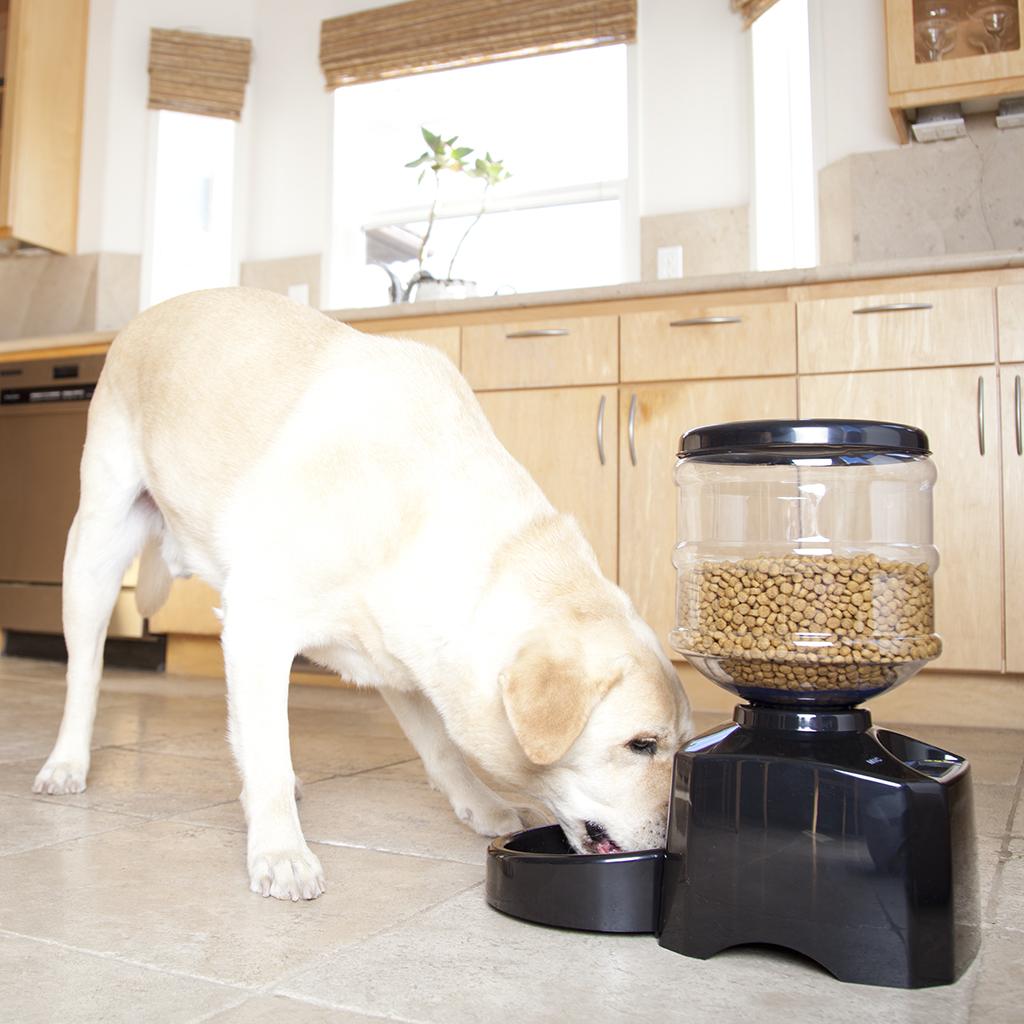 MOTA Perfect Dinner Pet Feeder for Dog and Cat with