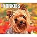 Just Yorkies Desk Calendar