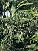 Robusta Coffee Plant Growing in a Field (Coffea Canephora) Photographic Poster Print by A. Curzi, 24x32