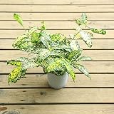観葉植物：ドラセナ スルクロサ　ゴッドセフィアナ*