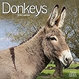 Donkeys Calendar - 2016 Wall calendars - Animal Calendar - Monthly Wall Calendar by Avonside