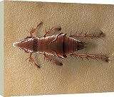 Box Canvas Print of LRDS-55 Cat Flea from Ardea