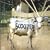 Behind the Cow