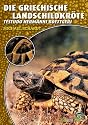 Die Griechische Landschildkröte