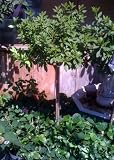 George Taber Azalea Five Gallon Topiary