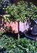 George Taber Azalea Five Gallon Topiary