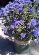 Caryopteris "Dark Knight" Five Gallon Plant by Monrovia Growers