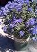 Caryopteris "Dark Knight" Five Gallon Plant by Monrovia Growers