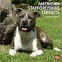 American Staffordshire Terriers 2010 Square Wall