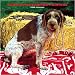   - German Wirehaired Pointers Wall (BROWNT) - 2008 Calendar