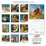 Golden Retrievers 2008 Wall Calendar