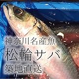松輪サバ 神奈川県産 トップブランド鯖 活け 鮮魚（築地直送）600-700g/尾 最高級鮮魚